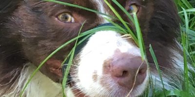 Frank & Lisle's Pup