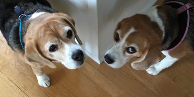 Cathy K.'s pups