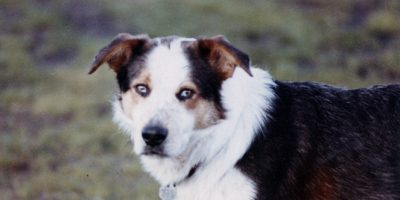 Koa