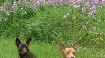 Luna and Bella