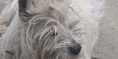 Silver almost 17 yrs old