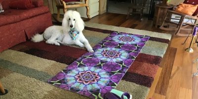 Yoga ready pup