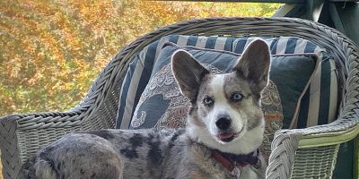 corgi