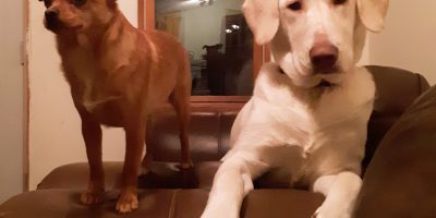 olive and maggie